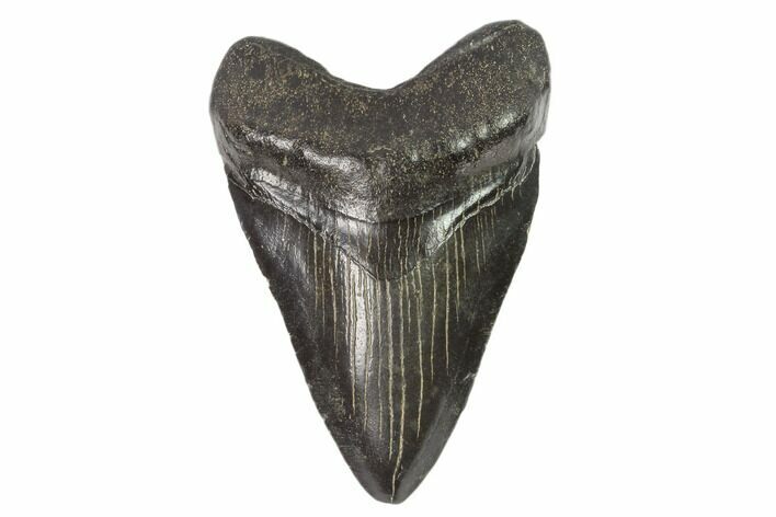 Juvenile Megalodon Tooth - Georgia #101315